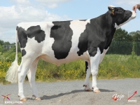 FACETIE - Prim'Holstein